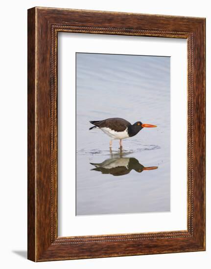 American Oystercatcher Drinking-Larry Ditto-Framed Photographic Print