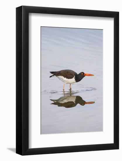 American Oystercatcher Drinking-Larry Ditto-Framed Photographic Print