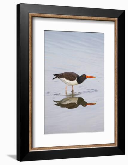 American Oystercatcher Drinking-Larry Ditto-Framed Photographic Print