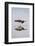 American Oystercatcher Drinking-Larry Ditto-Framed Photographic Print