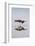 American Oystercatcher Drinking-Larry Ditto-Framed Photographic Print