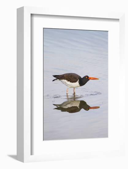 American Oystercatcher Drinking-Larry Ditto-Framed Photographic Print