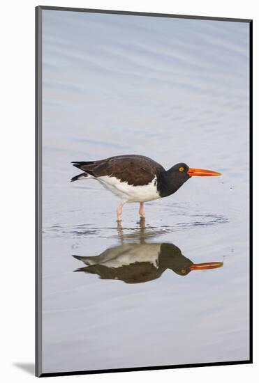 American Oystercatcher Drinking-Larry Ditto-Mounted Photographic Print