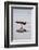 American Oystercatcher Drinking-Larry Ditto-Framed Photographic Print