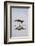 American Oystercatcher Drinking-Larry Ditto-Framed Photographic Print