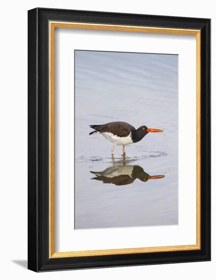 American Oystercatcher Drinking-Larry Ditto-Framed Photographic Print