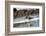 American Oystercatcher (Haematopus palliatus), Playa Arco Beach, Costa Rica-Matthew Williams-Ellis-Framed Photographic Print