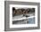 American Oystercatcher (Haematopus palliatus), Playa Arco Beach, Costa Rica-Matthew Williams-Ellis-Framed Photographic Print