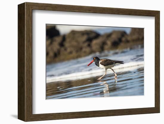 American Oystercatcher (Haematopus palliatus), Playa Arco Beach, Costa Rica-Matthew Williams-Ellis-Framed Photographic Print