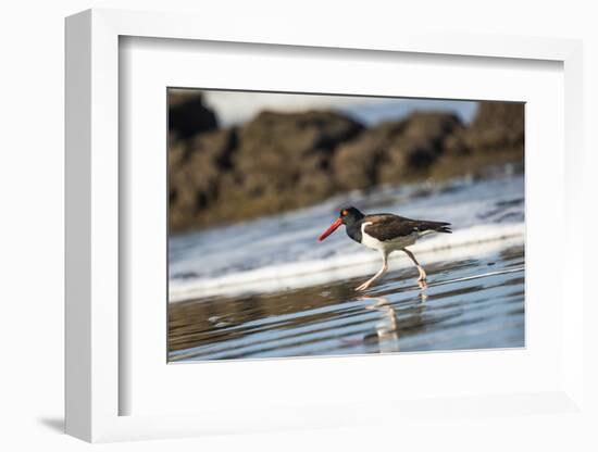 American Oystercatcher (Haematopus palliatus), Playa Arco Beach, Costa Rica-Matthew Williams-Ellis-Framed Photographic Print