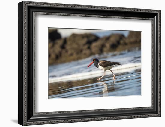 American Oystercatcher (Haematopus palliatus), Playa Arco Beach, Costa Rica-Matthew Williams-Ellis-Framed Photographic Print