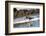 American Oystercatcher (Haematopus palliatus), Playa Arco Beach, Costa Rica-Matthew Williams-Ellis-Framed Photographic Print