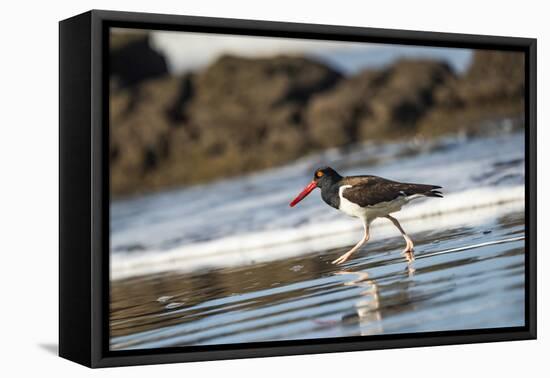 American Oystercatcher (Haematopus palliatus), Playa Arco Beach, Costa Rica-Matthew Williams-Ellis-Framed Premier Image Canvas