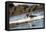 American Oystercatcher (Haematopus palliatus), Playa Arco Beach, Costa Rica-Matthew Williams-Ellis-Framed Premier Image Canvas