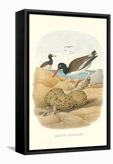 American Oystercatcher-null-Framed Stretched Canvas