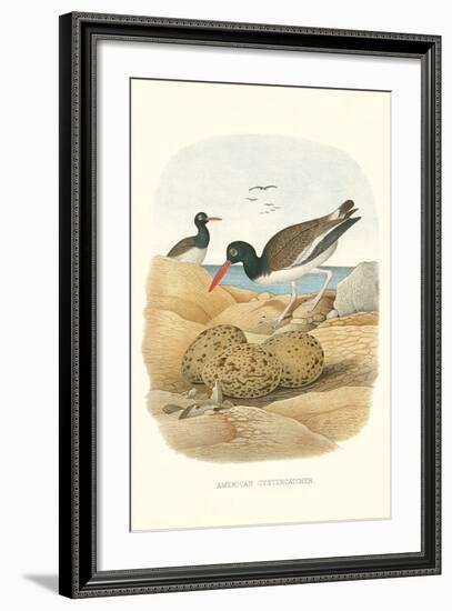 American Oystercatcher-null-Framed Art Print