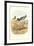 American Oystercatcher-null-Framed Art Print