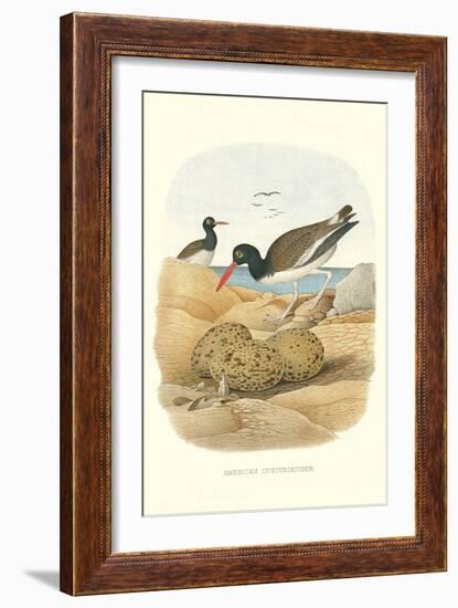 American Oystercatcher-null-Framed Art Print