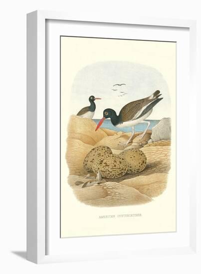 American Oystercatcher-null-Framed Art Print