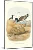 American Oystercatcher-null-Mounted Art Print