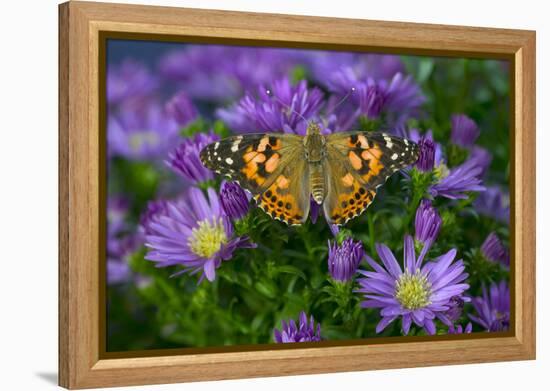 American Painted Lady Butterfly-Darrell Gulin-Framed Premier Image Canvas