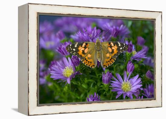 American Painted Lady Butterfly-Darrell Gulin-Framed Premier Image Canvas