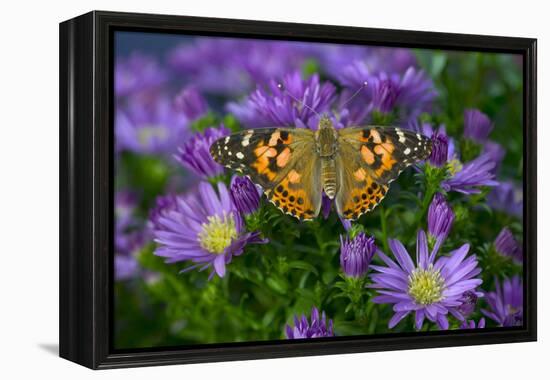 American Painted Lady Butterfly-Darrell Gulin-Framed Premier Image Canvas