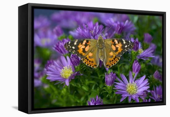 American Painted Lady Butterfly-Darrell Gulin-Framed Premier Image Canvas