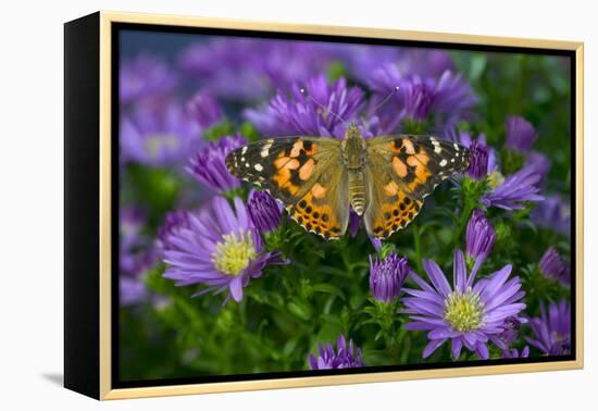 American Painted Lady Butterfly-Darrell Gulin-Framed Premier Image Canvas