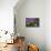 American Painted Lady Butterfly-Darrell Gulin-Photographic Print displayed on a wall