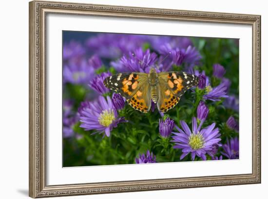 American Painted Lady Butterfly-Darrell Gulin-Framed Photographic Print