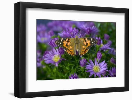 American Painted Lady Butterfly-Darrell Gulin-Framed Photographic Print