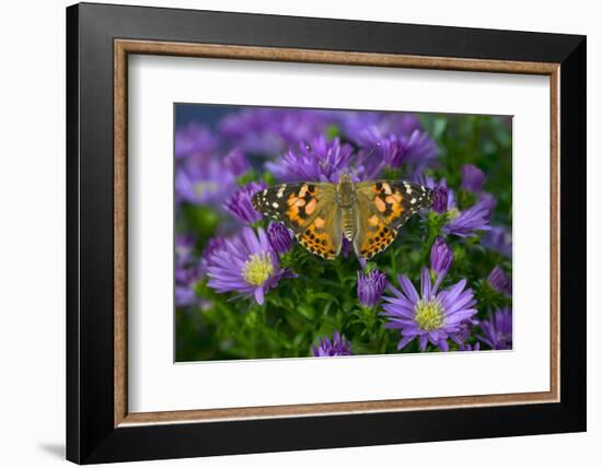 American Painted Lady Butterfly-Darrell Gulin-Framed Photographic Print