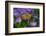 American Painted Lady Butterfly-Darrell Gulin-Framed Photographic Print