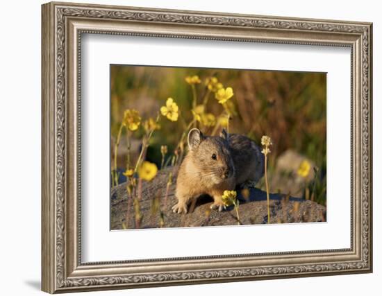 American pika (Ochotona princeps) among yellow wildflowers, San Juan National Forest, Colorado, Uni-James Hager-Framed Photographic Print