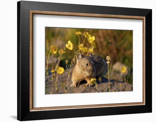 American pika (Ochotona princeps) among yellow wildflowers, San Juan National Forest, Colorado, Uni-James Hager-Framed Photographic Print