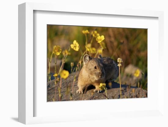 American pika (Ochotona princeps) among yellow wildflowers, San Juan National Forest, Colorado, Uni-James Hager-Framed Photographic Print