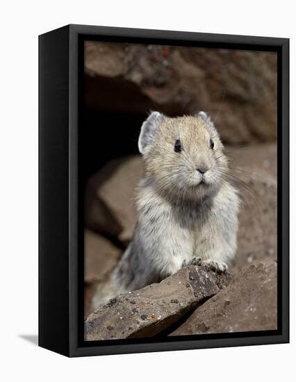 American Pika (Ochotona Princeps), Peter Lougheed Provincial Park, Kananaskis Country, Alberta, Can-James Hager-Framed Premier Image Canvas