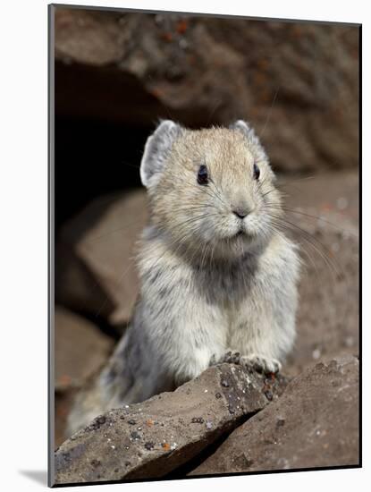 American Pika (Ochotona Princeps), Peter Lougheed Provincial Park, Kananaskis Country, Alberta, Can-James Hager-Mounted Photographic Print