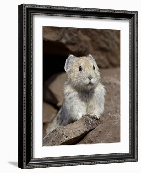 American Pika (Ochotona Princeps), Peter Lougheed Provincial Park, Kananaskis Country, Alberta, Can-James Hager-Framed Photographic Print