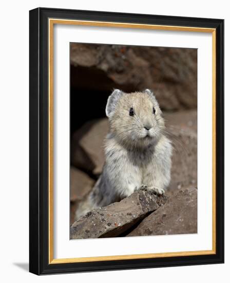 American Pika (Ochotona Princeps), Peter Lougheed Provincial Park, Kananaskis Country, Alberta, Can-James Hager-Framed Photographic Print