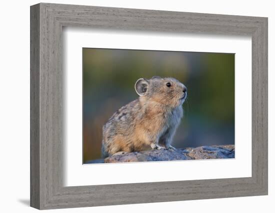 American pika (Ochotona princeps), San Juan National Forest, Colorado, United States of America, No-James Hager-Framed Photographic Print