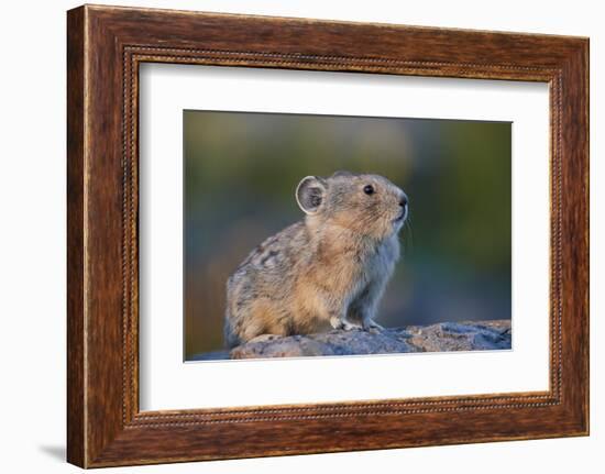 American pika (Ochotona princeps), San Juan National Forest, Colorado, United States of America, No-James Hager-Framed Photographic Print