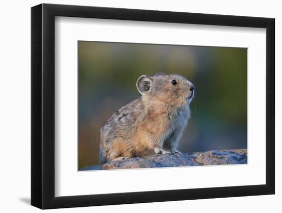 American pika (Ochotona princeps), San Juan National Forest, Colorado, United States of America, No-James Hager-Framed Photographic Print