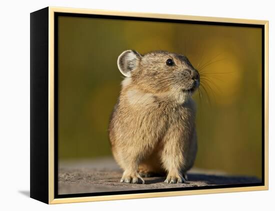 American Pika (Ochotona princeps), San Juan National Forest, Colorado, USA, North America-James Hager-Framed Premier Image Canvas