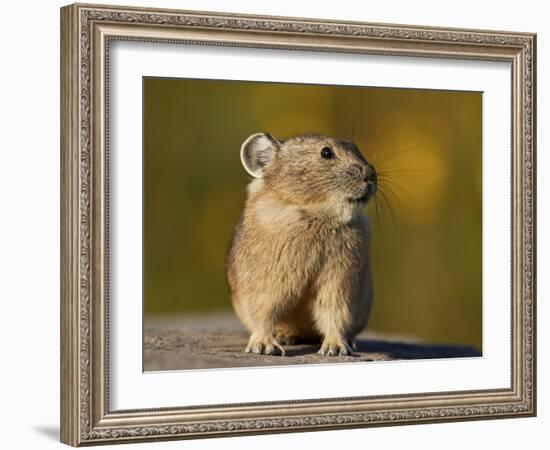 American Pika (Ochotona princeps), San Juan National Forest, Colorado, USA, North America-James Hager-Framed Photographic Print