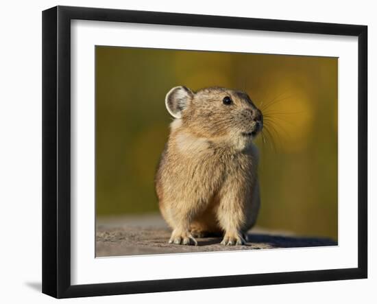 American Pika (Ochotona princeps), San Juan National Forest, Colorado, USA, North America-James Hager-Framed Photographic Print