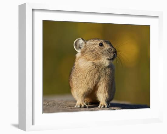 American Pika (Ochotona princeps), San Juan National Forest, Colorado, USA, North America-James Hager-Framed Photographic Print