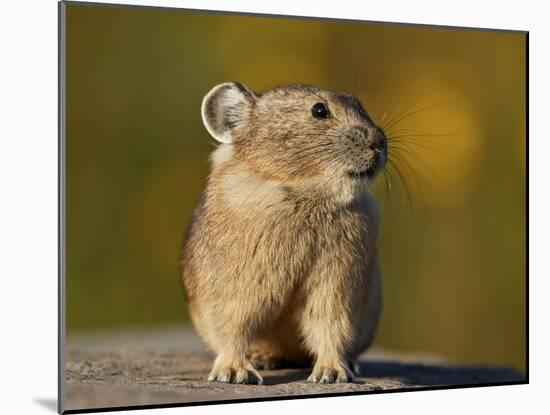 American Pika (Ochotona princeps), San Juan National Forest, Colorado, USA, North America-James Hager-Mounted Photographic Print