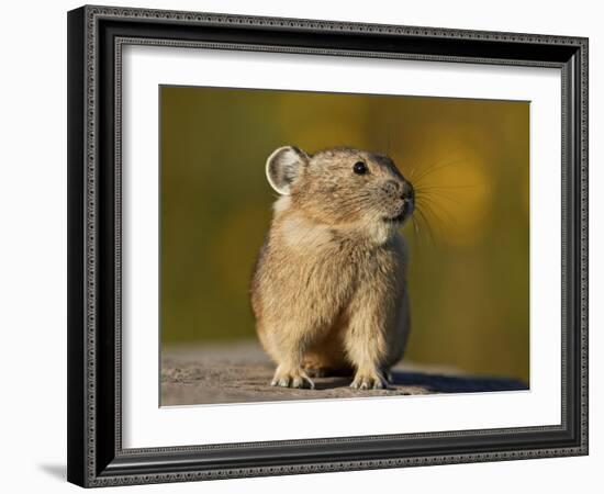 American Pika (Ochotona princeps), San Juan National Forest, Colorado, USA, North America-James Hager-Framed Photographic Print